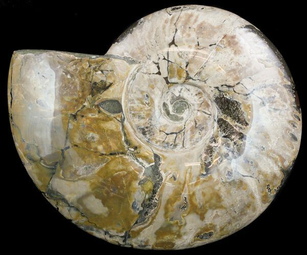 Wide, Polished Ammonite Fossil - Madagascar #51865